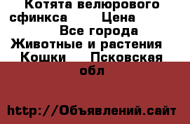 Котята велюрового сфинкса. .. › Цена ­ 15 000 - Все города Животные и растения » Кошки   . Псковская обл.